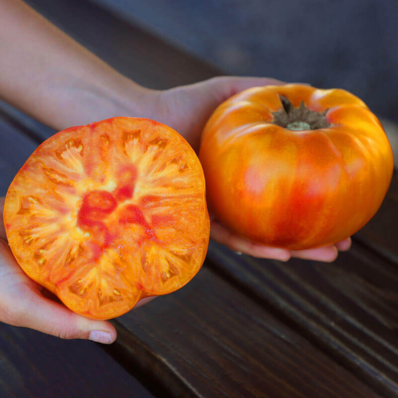 Tomato Buffalosun F1 Seed Seeds