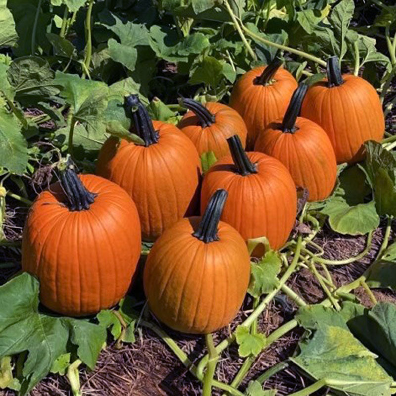 Pumpkin Early Captain F1 Seed Seeds