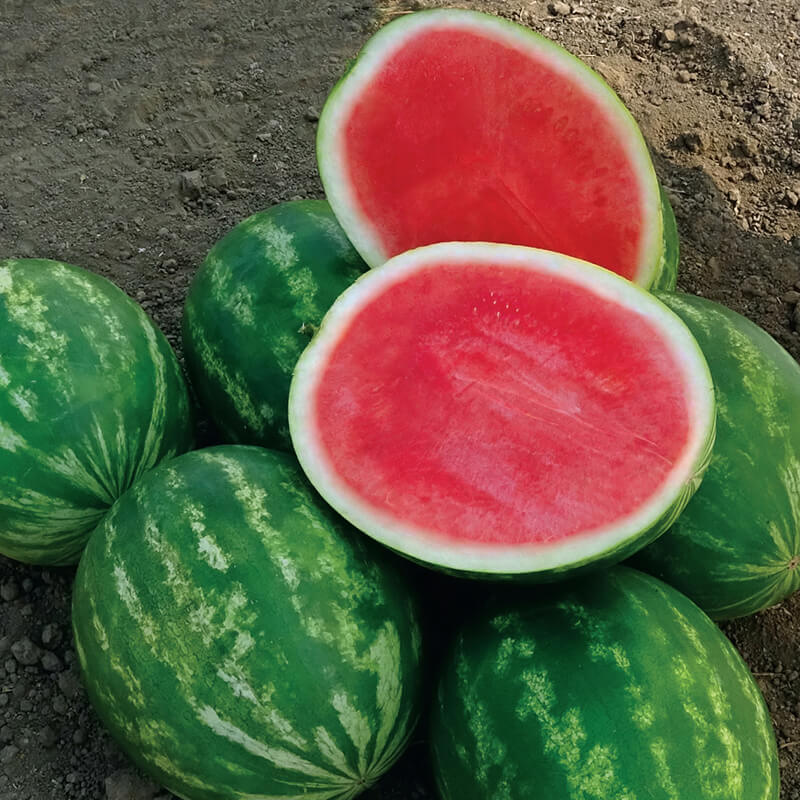 Watermelon Powerhouse F1 Seed Seeds