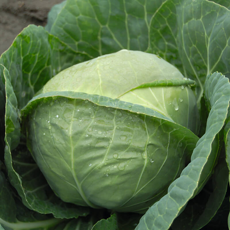 Cabbage Katarina F1 Seeds