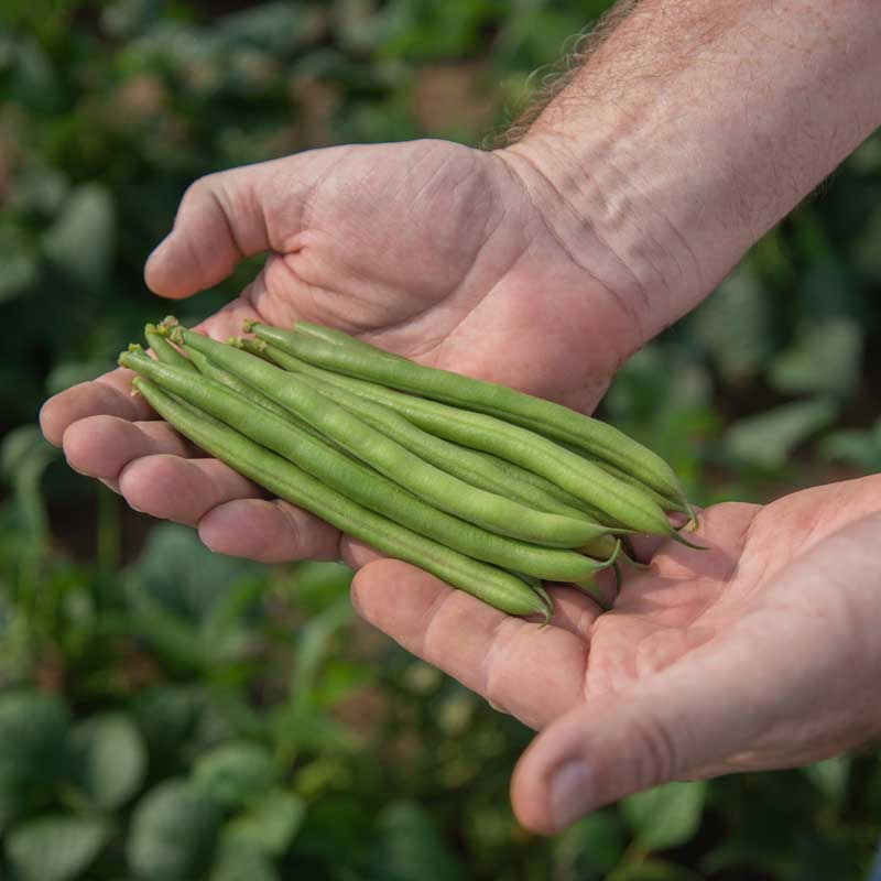 Bean Bartram Seed Seeds