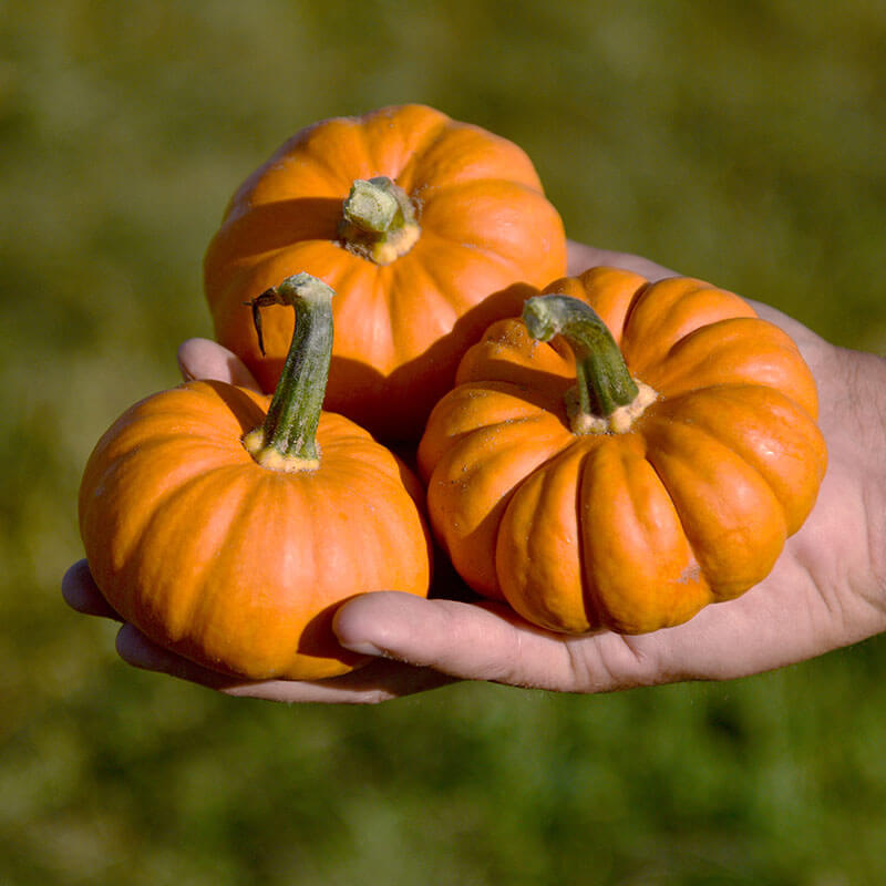 Pumpkin Pixie F1 Seed Seeds