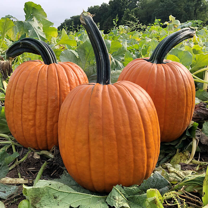 Pumpkin Adonis F1 Seed Seeds