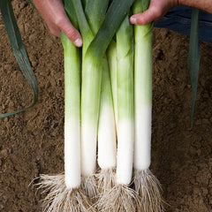 Leek Rally F1 Organic Seed