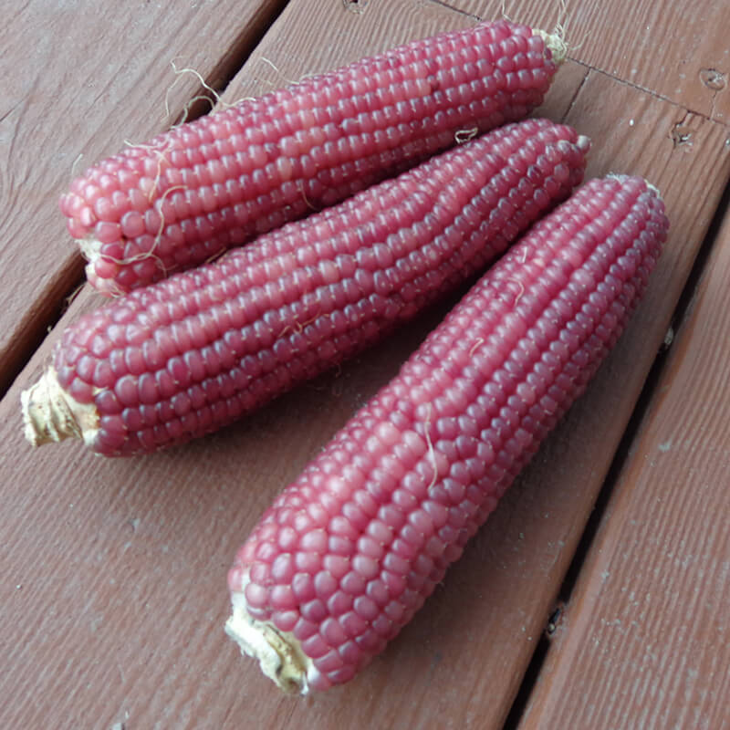 Ornamental Corn Early Pink Seed Seeds