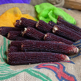 Ornamental Corn Ruby Red F1 Seed