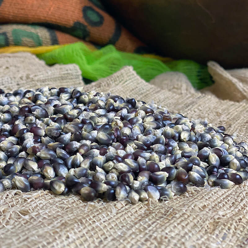 Ornamental Corn Shaman's Blue F1 Seed Seeds