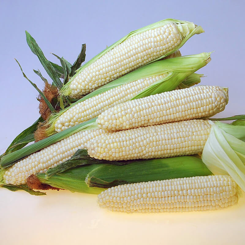 Sweet Corn Eden RMN F1 Seed Seeds