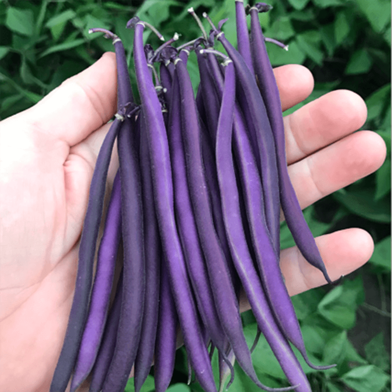 Bean Celine Organic Seed Seeds