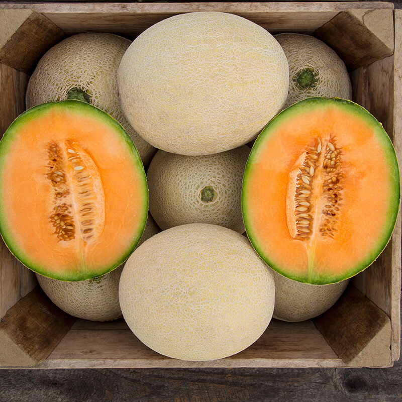 Melon True Love F1 Organic  Seed Seeds