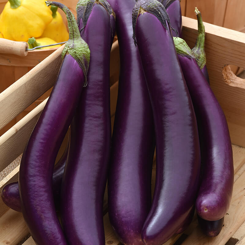 Eggplant Asian Delite F1 Seed Seeds