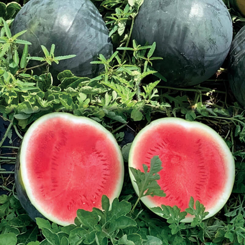 Watermelon Dark Knight F1 Seed Seeds
