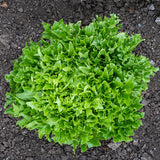 Lettuce Ezpark MTO Organic Seed