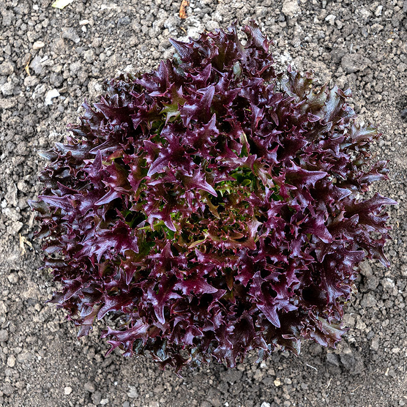 Lettuce Rhone MTO Organic Seed Seeds