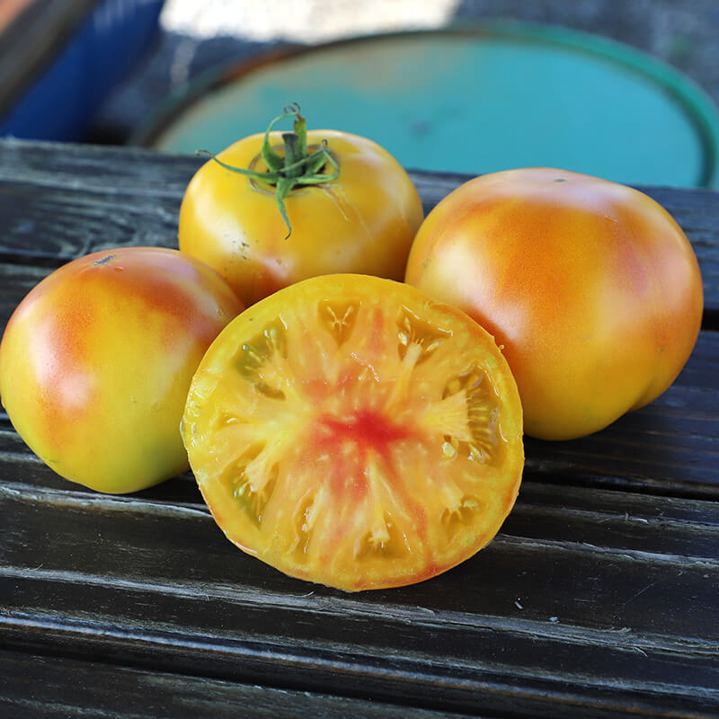 Tomato Mai Tai F1 Organic Seed Seeds