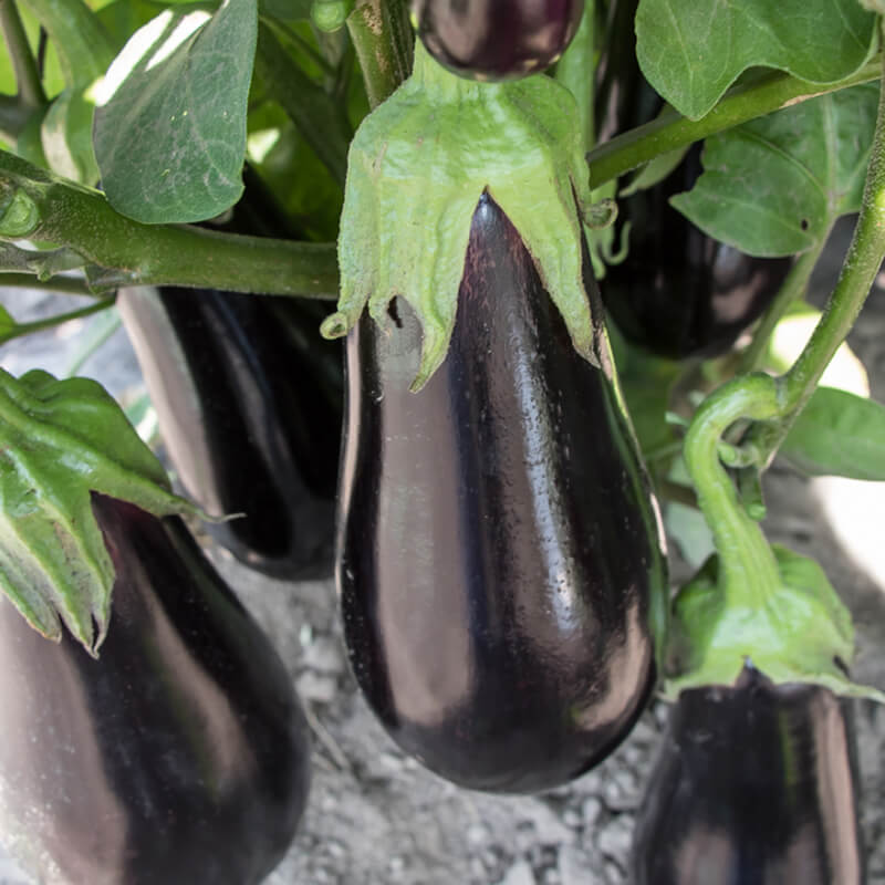 Eggplant Gaudi F1 Seed Seeds