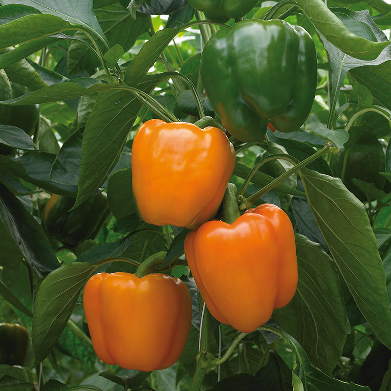 Pepper Delirio F1 Seed Seeds