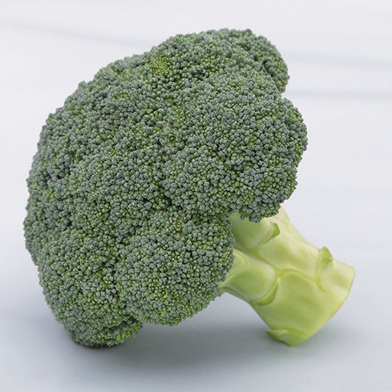 Broccoli Batory F1 Seed Seeds