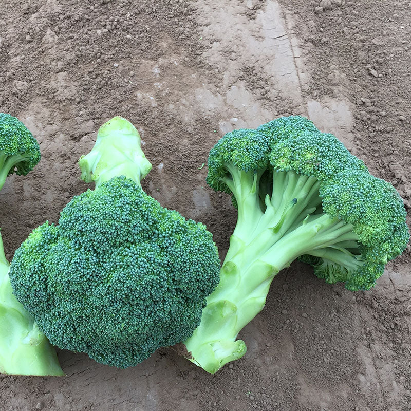 Broccoli Spectre F1 Seed Seeds