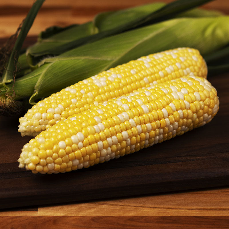 Sweet Corn Matriarch F1 Seed Seeds