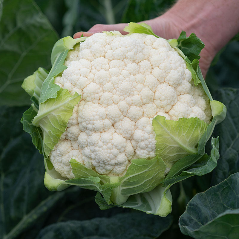 Cauliflower Bermeo F1 Organic Seed Seeds