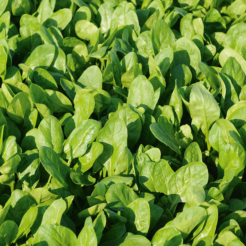 Spinach Space F1 Organic Seed Seeds