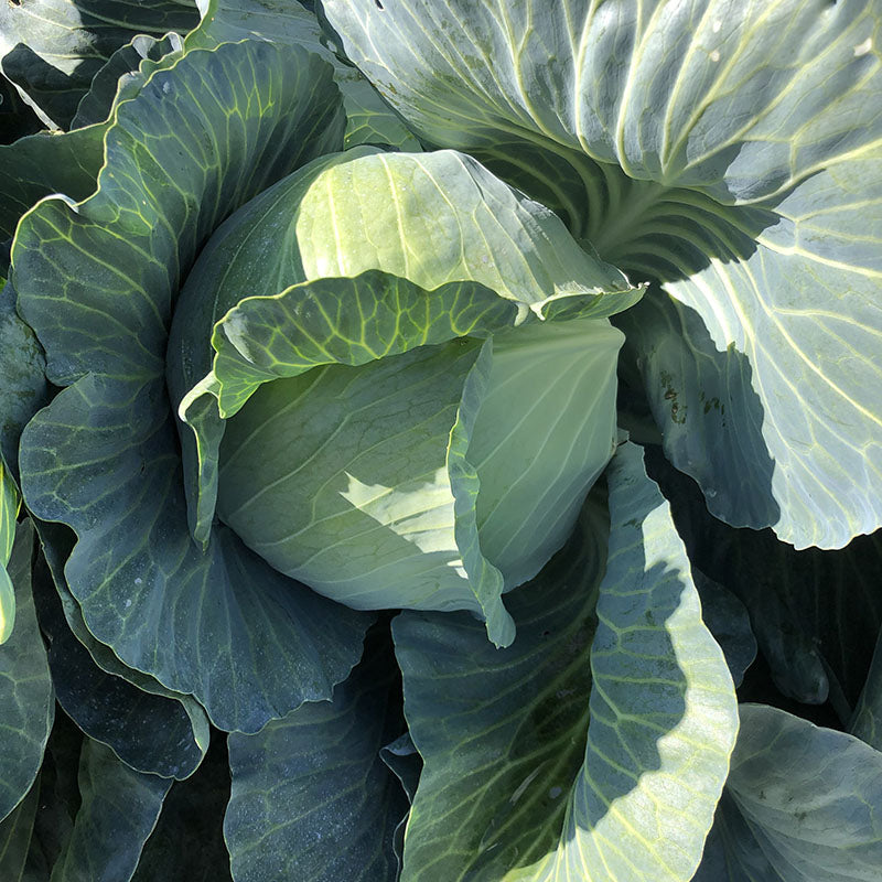 Cabbage Satie F1 Seed Seeds