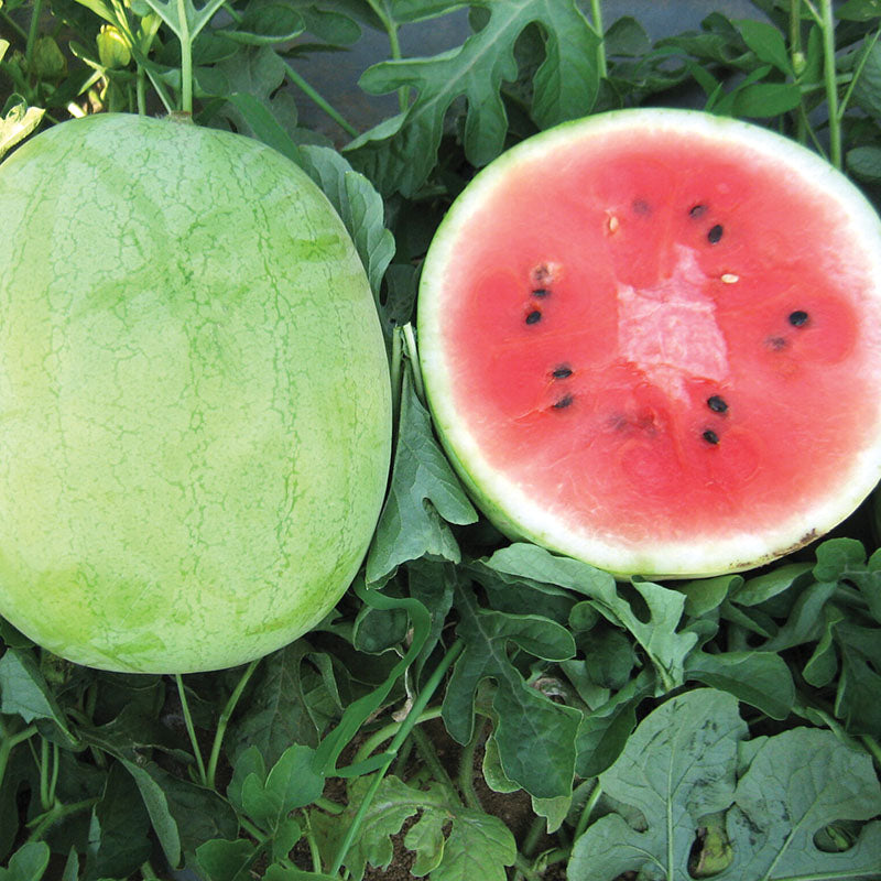 Watermelon Minipool F1 Seed Seeds