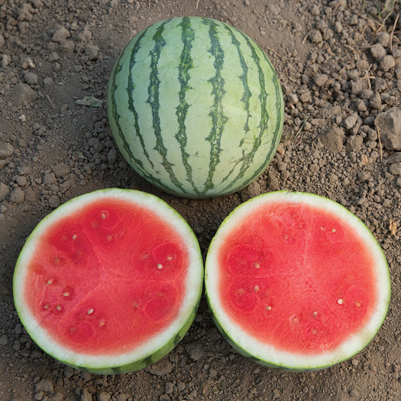 Watermelon Ocelot F1 Seed Seeds