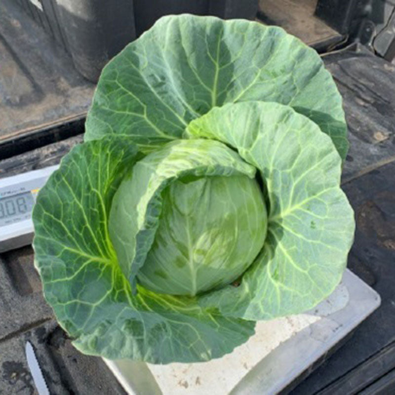 Cabbage Green Challenger F1 Seed Seeds