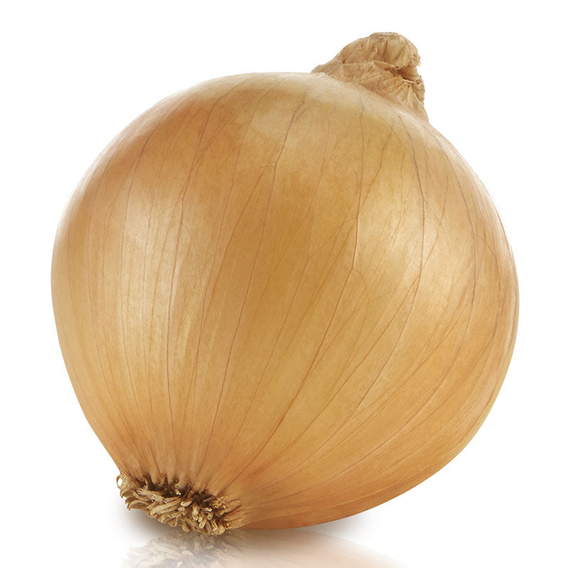 Onion Saddleback F1 Seed Seeds