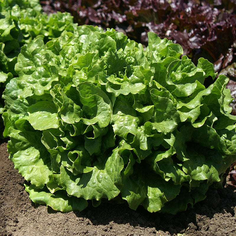 Lettuce Starstruck Seed Seeds