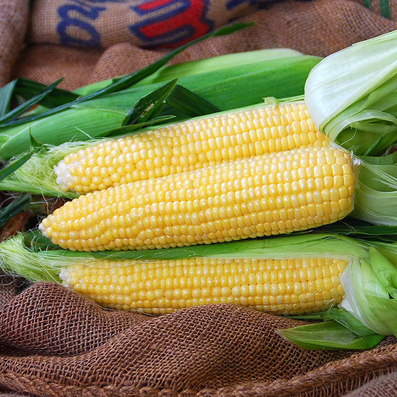 Sweet Corn Gold Standard F1 Seed Seeds