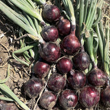 Onion Tannat F1 Seed