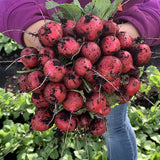 Radish Red Queen F1 Seed