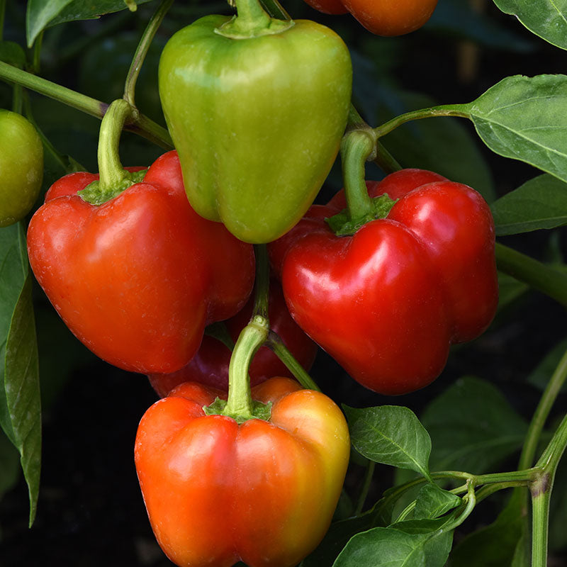 Pepper Prism F1 Seed Seeds