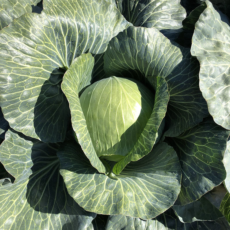 Cabbage Storage #4 F1 Seed Seeds