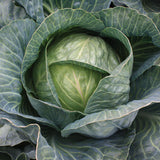 Cabbage Storage #4 F1 Seed