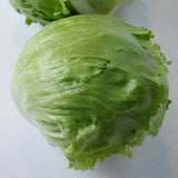 Lettuce Meridian Seed