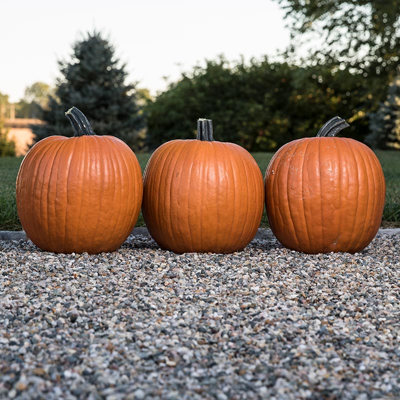 Pumpkin Bayhorse Gold F1 Seed Seeds