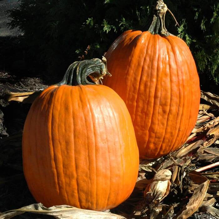 Pumpkin Captain Jack F1 Seed Seeds