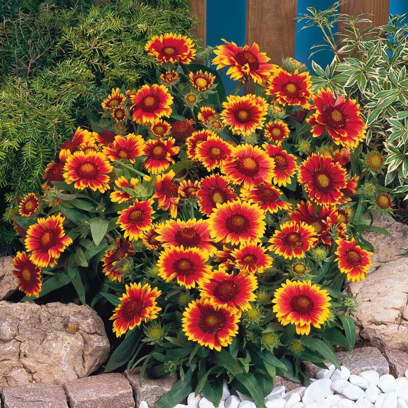 Gaillardia Arizona Sun Seed Seeds