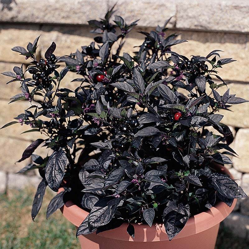 Ornamental Pepper Black Pearl Seed Seeds