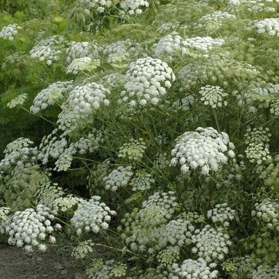 Ammi Green Mist Seed Seeds