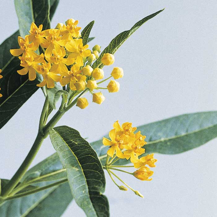 Asclepias Silky Gold Seed Seeds