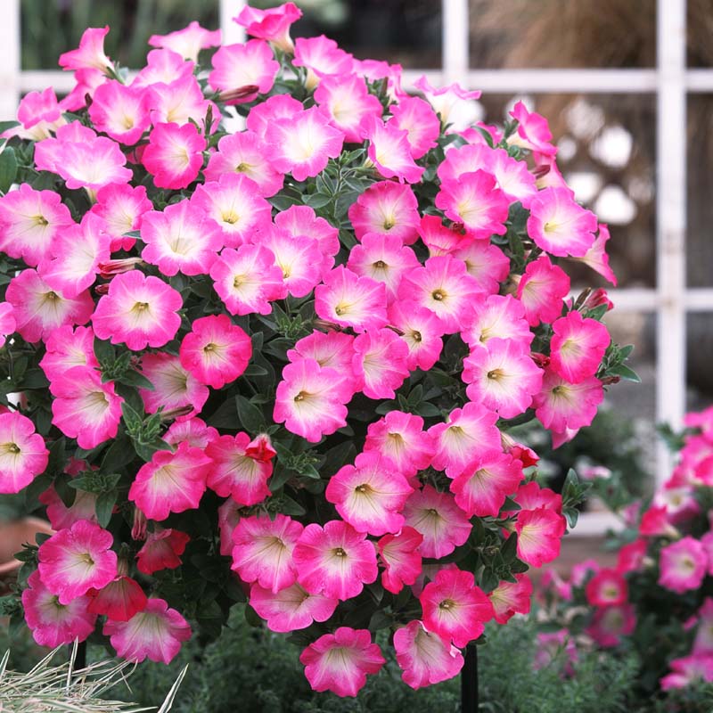 Petunia Opera Supreme Pink Morn F1 Seed Seeds