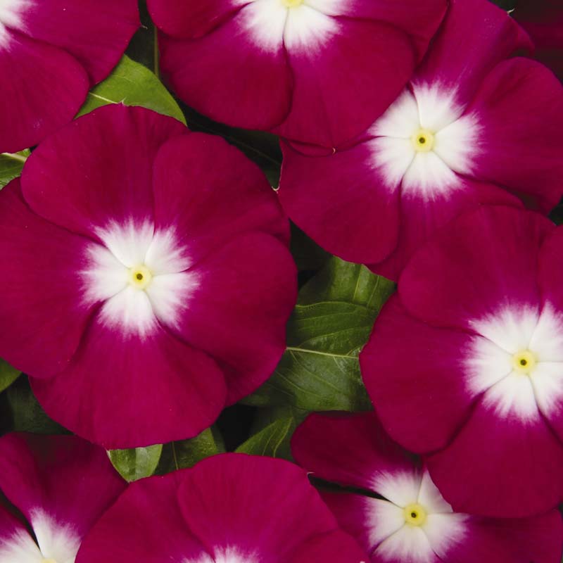 Vinca Pacifica XP Halo Burgundy Seed Seeds