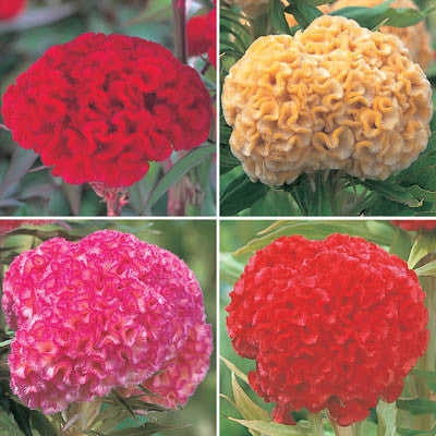 Celosia Kurume Mix Seed Seeds