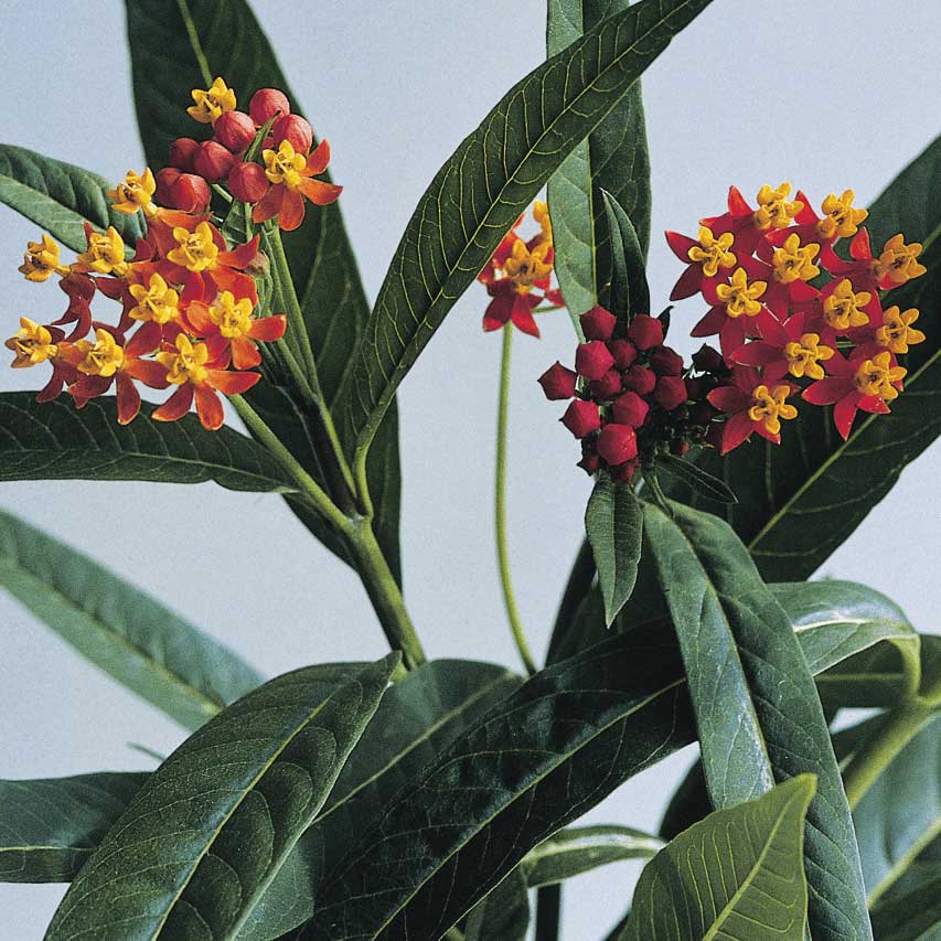 Asclepias Silky Deep Red Seed Seeds