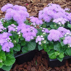 Ageratum